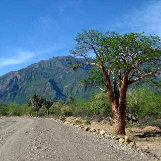 Bolivia2_0517