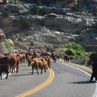 Colorado-650