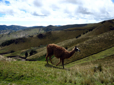 Ecuador 103