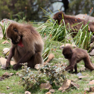 Ethiopia_0762