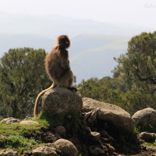 Ethiopia_1003