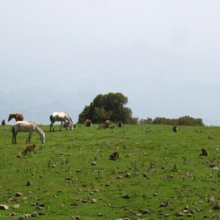 Ethiopia_1034