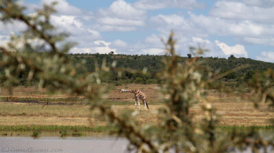 Kenya 0504