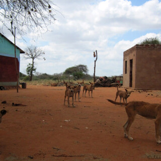 Kenya_2905