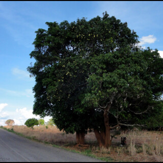 Mozambique_0691