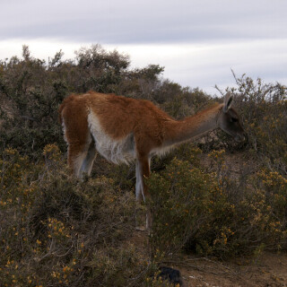 Patagonia_1625