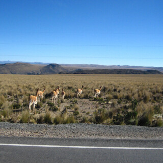 Peru_0931