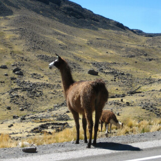 Peru_0943