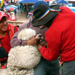 Peru_1472