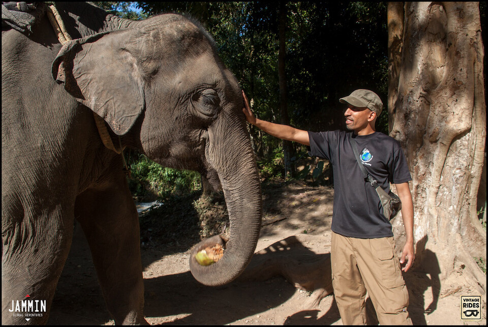 Touching elephants in Laos