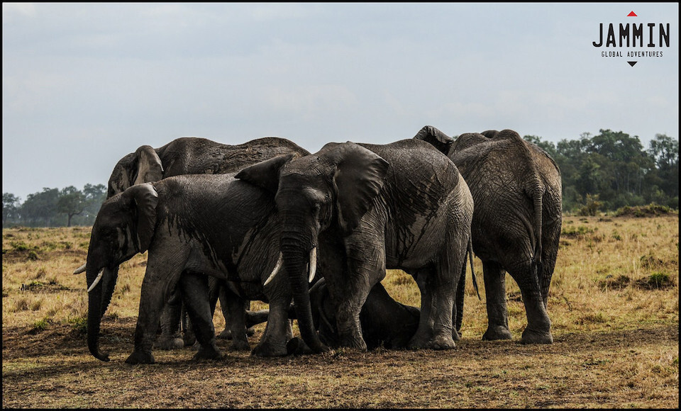 Elephants in the Masai Maara
