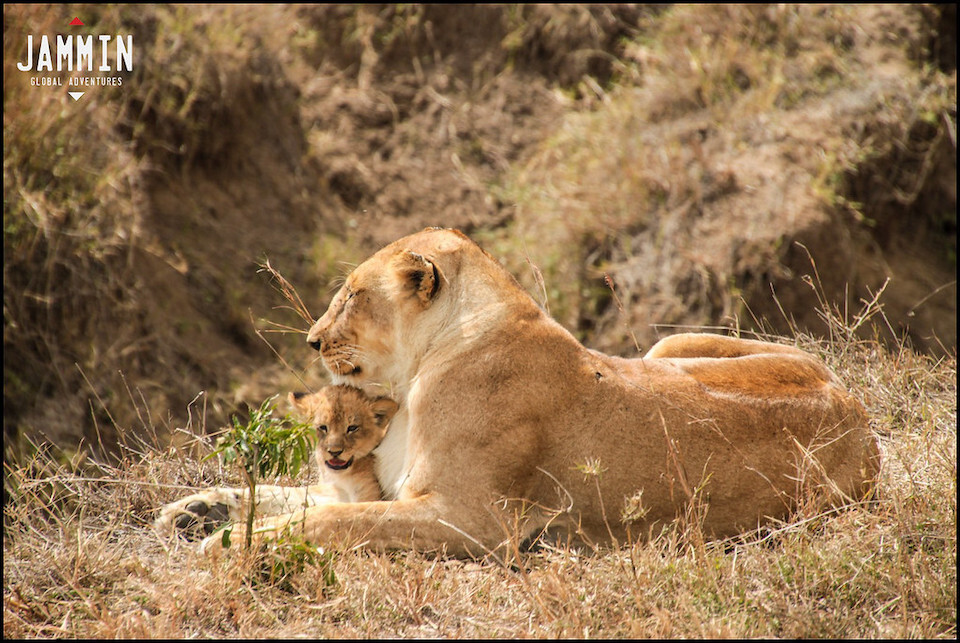 Lions in the Masai Maara