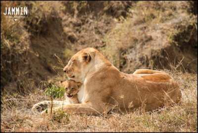 jgs lioness XL